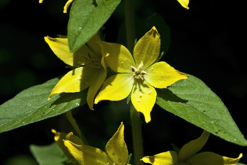 Lysimachia punctata / Mazza-d''oro punteggiata